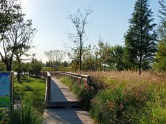 -羊亭河湿地公园