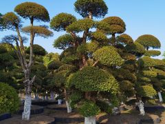 -武汉紫薇都市田园