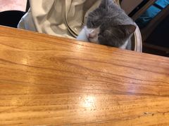 -more than meow吴止猫主题餐厅(承德 中船汇店)