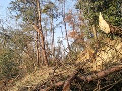 -青龙山国家森林公园
