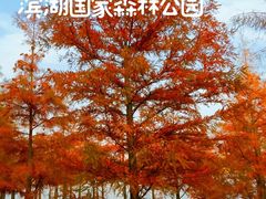 -合肥滨湖国家森林公园