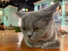 -猫小院猫主题餐厅(三里屯店)