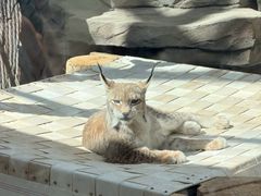 -青藏高原野生动物园