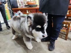 -老姐石板烧烤+铜炭火锅(总店)