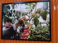 -巴厘岛黄金金兔咖啡工厂