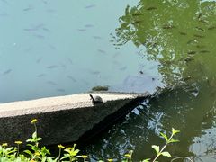-谢怀亮芝麻茶