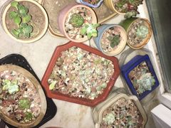 -中环花鸟鱼虫市场