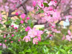-南汇桃花村