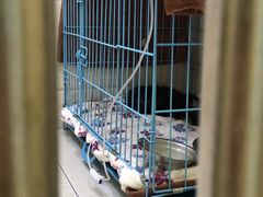 -瑞鹏宠物医院·内科·中兽医·骨科(苗圃店)