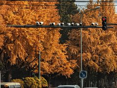 -三里屯东五街银杏大道