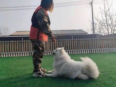 -北京京卫宠物寄养训练中心