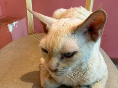 -藏猫猫咖啡主题馆(中央大道店)