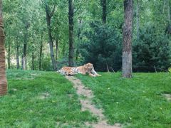 -北京野生动物园