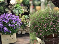-双季花艺园艺市场(浦东店)
