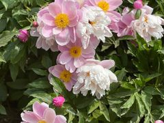 -国家植物园南园