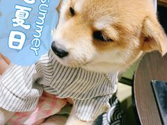 -逗柴咖啡屋·狗咖猫咖宠物桌游