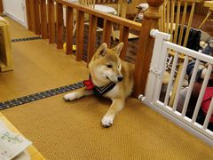 -豆柴町-柴犬主题狗咖(红鼎国际C座店)