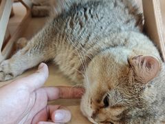 -有喵·猫咖·狗咖·30几只猫10只小狗(岗厦店)