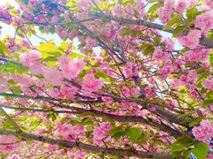 -高东镇樱花园