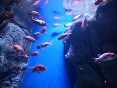 -成都浩海立方海洋公园