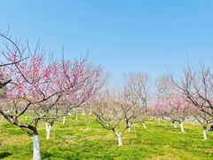 -上海海湾国家森林公园