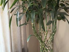 -菩提慧宾养生堂(梦幻亮点世界公园店)