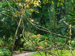 -中国科学院西双版纳热带植物园