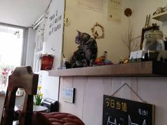 -海边的猫和咖啡馆