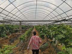 -马陆小张葡萄园农家乐