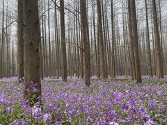 -东平国家森林公园