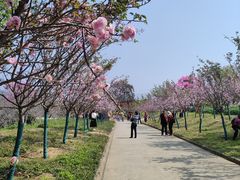 -天适樱花悠乐园