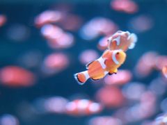 -海合安成都极地海洋公园