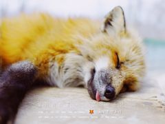 -宫城藏王狐狸村