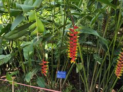 -中国科学院西双版纳热带植物园