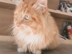 -宠福鑫康馨动物医院·骨科·眼科