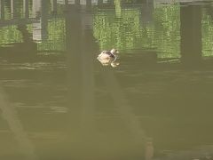 -沈阳于洪碧桂园凤凰酒店