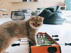 -飞行喵MR PILOT|猫舍·猫咖(静安大融城店)