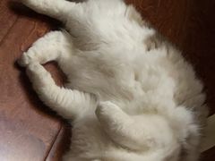 -喵zoo家庭繁育猫舍(尖东智能花园店)