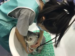 -瑞鹏宠物医院·宠保定点·心脏科·内科(御桥分院)