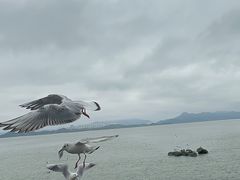 -深圳湾公园(南山区)
