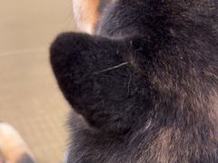 -逗柴咖啡屋·狗咖猫咖宠物桌游