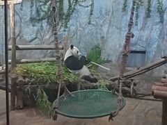 -深圳野生动物园