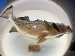 -陕西自然博物馆