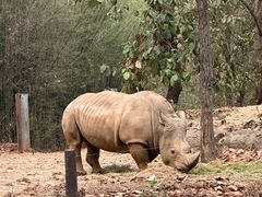 -清迈夜间动物园