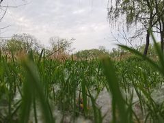 -长兴太湖图影湿地文化园