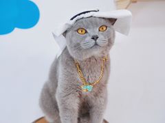 -帕帕拉兹宠物(亚洲旗舰店)