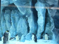 -帝企鹅自助餐厅•儿童岛•真企鹅(长隆企鹅酒店)