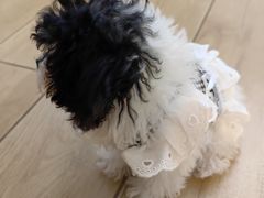 -天宠宠物医院24小时·急重症诊疗中心·全科·腔镜特色(和平分院)