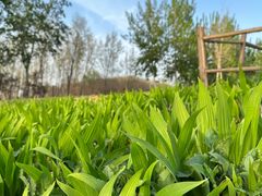 -汉长安城未央宫国家考古遗址公园