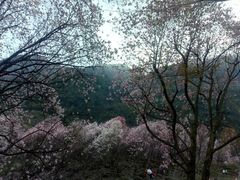 -九皇山景区